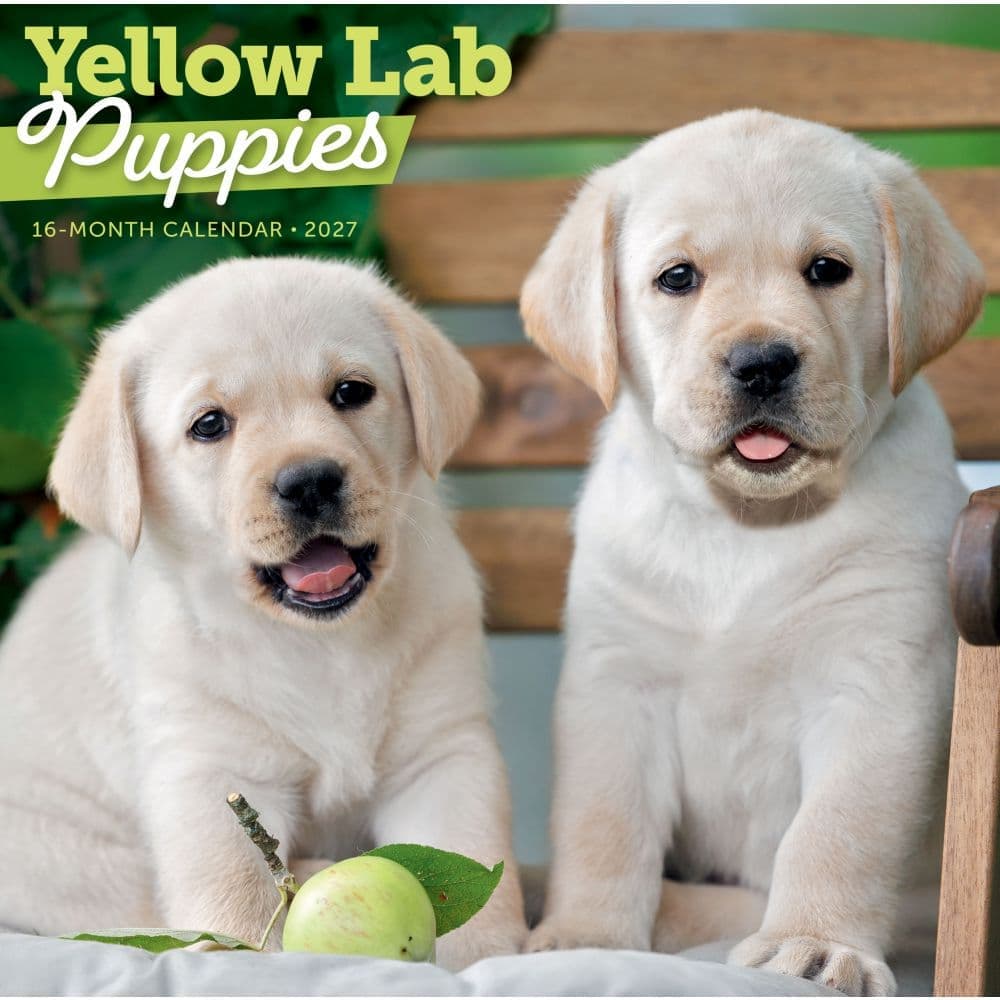 Yellow Lab Puppies 2027 Wall Calendar