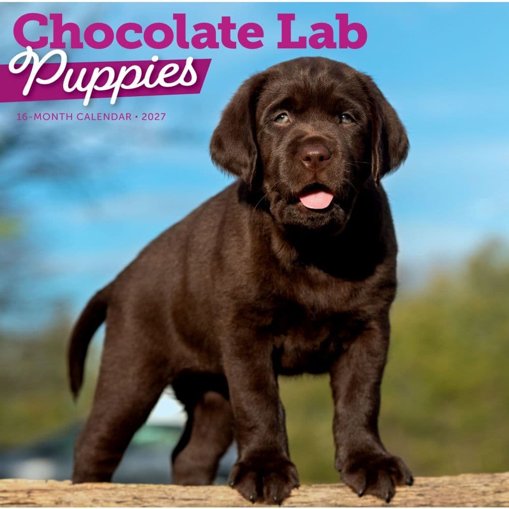 Chocolate Lab Retriever Puppies 2027 Wall Calendar